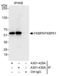 Detection of human FKBP5/FKBP51 by western blot of immunoprecipitates.