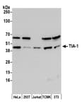 Detection of human and mouse TIA-1 by western blot.