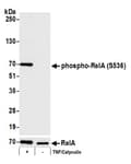 Detection of human phospho RelA-S536 by western blot.