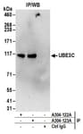 Detection of human UBE3C by western blot of immunoprecipitates.