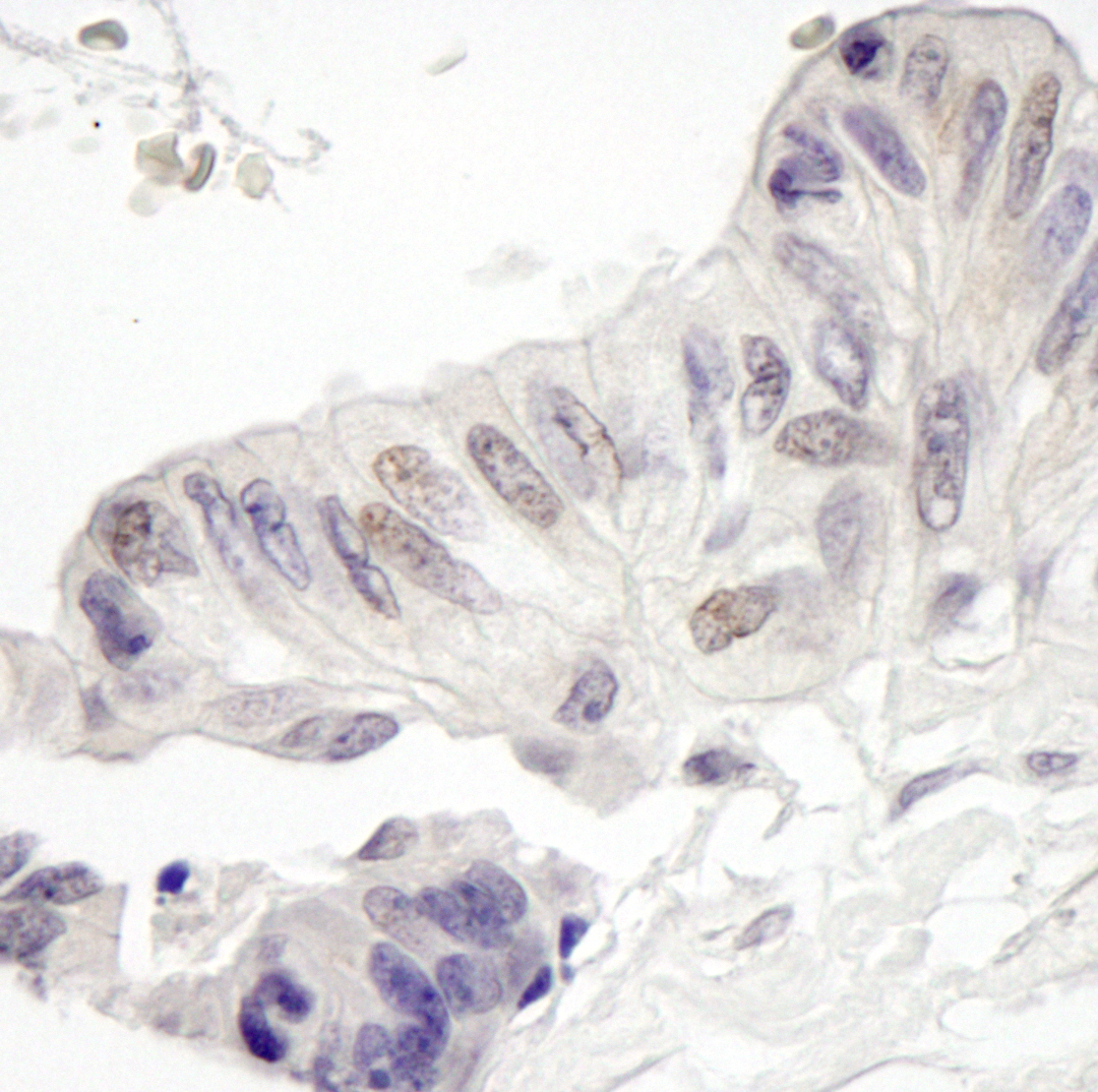 Rabbit anti-MAML1 IHC Antibody
