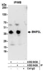 Detection of human BNIP3L by western blot of immunoprecipitates.