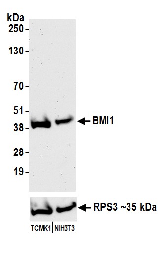Detection of mouse BMI1 by western blot.