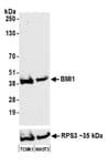 Detection of mouse BMI1 by western blot.
