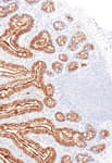 Detection of human p21/CIP1/CDKN1A by immunohistochemistry.