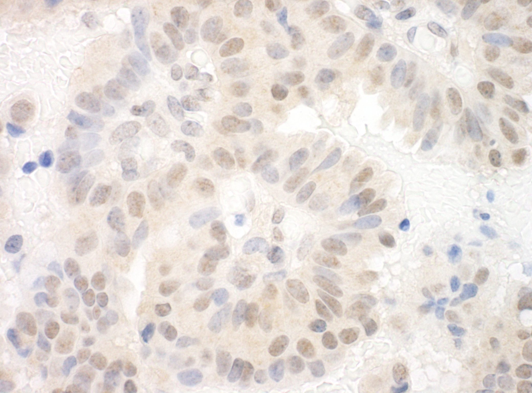Rabbit anti-SAP130 IHC Antibody