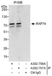 Detection of human RAP74 by western blot of immunoprecipitates.