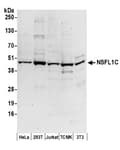 Detection of human and mouse NSFL1C by western blot.