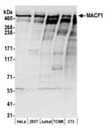 Detection of human and mouse MACF1 by western blot.