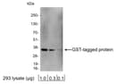 Detection of GST-tagged protein by western blot.