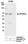 Detection of human PPP2R1A by western blot of immunoprecipitates.