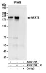 Detection of human NFAT5 by western blot of immunoprecipitates.