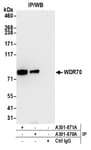 Detection of human WDR70 by western blot of immunoprecipitates.