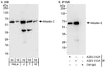 Detection of human and mouse Atlastin-3 by western blot (h and m) and immunoprecipitation (h).