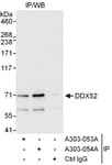 Detection of human DDX52 by western blot of immunoprecipitates.