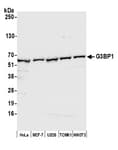 Detection of human and mouse G3BP1 by western blot.