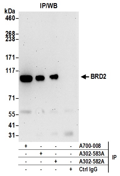 Detection of human BRD2 by western blot of immunoprecipitates.