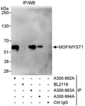 Detection of human MOF/MYST1 by western blot of immunoprecipitates.