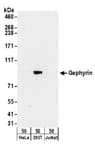 Detection of human Gephyrin by western blot.