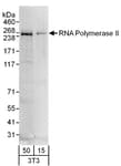 Detection of mouse RNA Polymerase II by western blot.