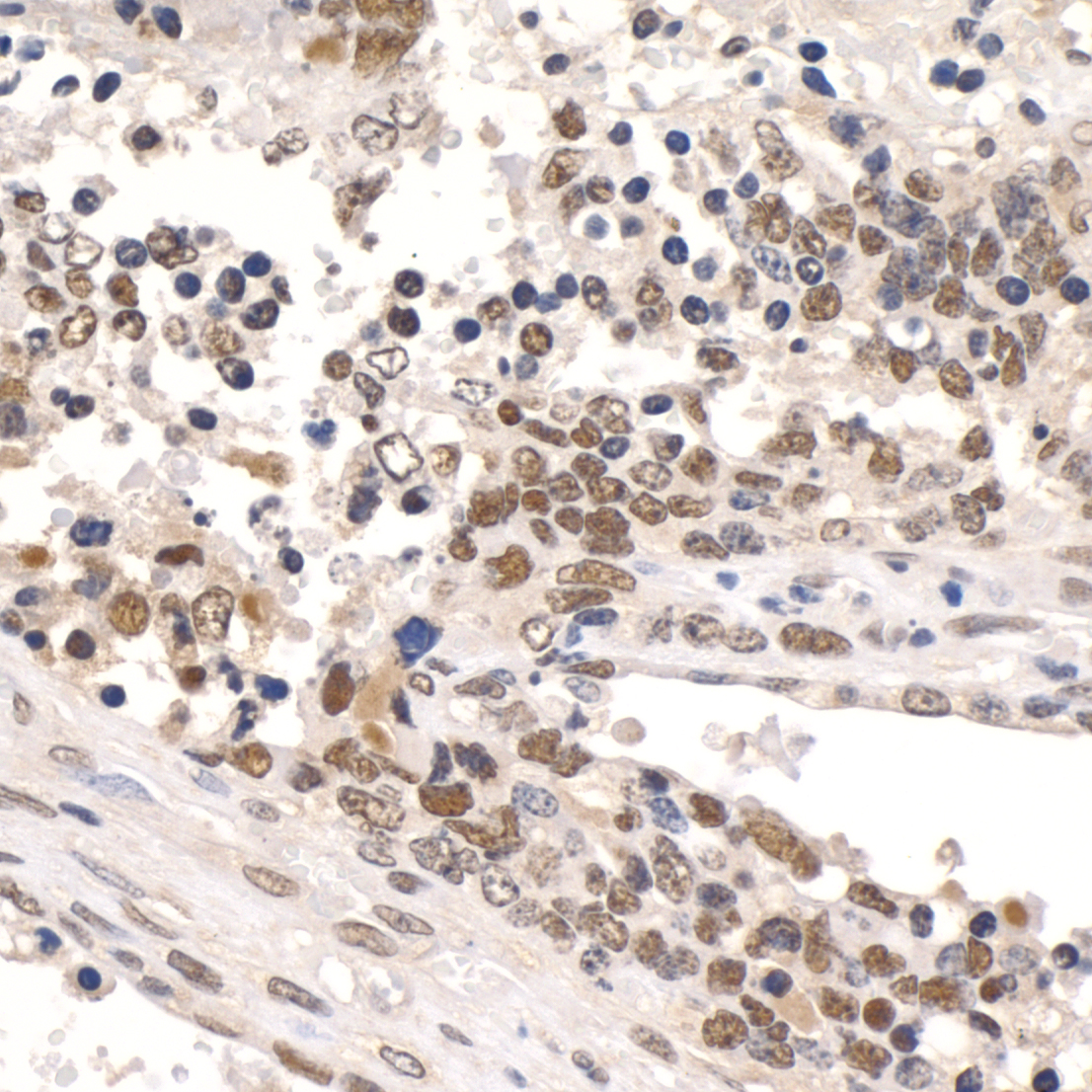 Detection of mouse Paf1 by immunohistochemistry.