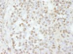 Detection of mouse RBM16 by immunohistochemistry.