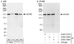 Detection of human AS160 by western blot and immunoprecipitation.