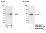 Detection of mouse IRF3 by western blot and immunoprecipitation.