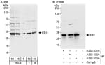 Detection of human and mouse EB1 by western blot (h&amp;m) and immunoprecipitation (h).