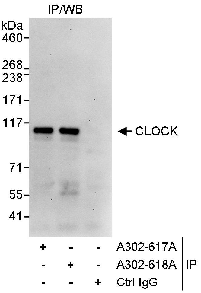 Detection of human CLOCK by western blot of immunoprecipitates.