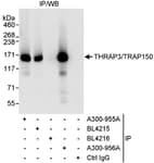 Detection of human THRAP3/TRAP150 by western blot of immunoprecipitates.