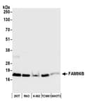 Detection of human and mouse FAM96B by western blot.