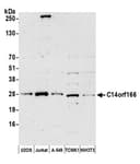 Detection of human and mouse C14orf166 by western blot.