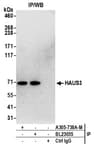 Detection of human HAUS3 by western blot of immunoprecipitates.