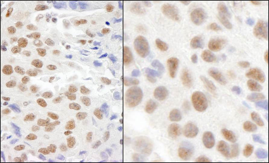 Detection of human and mouse KIAA0082 by immunohistochemistry.