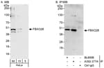 Detection of human FBXO28 by western blot and immunoprecipitation.