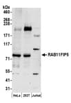 Detection of human RAB11FIP5 by western blot.