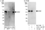 Detection of human NAB2 by western blot and immunoprecipitation.