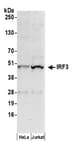 Detection of human IRF3 by western blot.