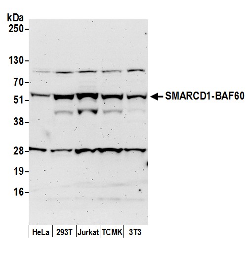 Detection of human and mouse SMARCD1-BAF60a by western blot.