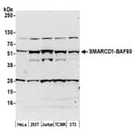 Detection of human and mouse SMARCD1-BAF60a by western blot.