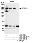 Detection of human BTBD12 by western blot of immunoprecipitates.
