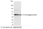 Detection of 6-His-tagged protein by western blot.