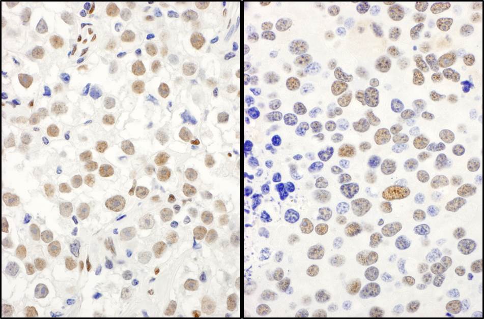 Detection of human and mouse QKI by immunohistochemistry.