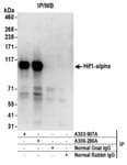 Detection of human HIF1-alpha by western blot of immunoprecipitates.