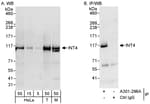 Detection of human and mouse INT4 by western blot (h&amp;m) and immunoprecipitation (h).