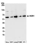 Detection of human and mouse WDR1 by western blot.