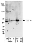 Detection of human and mouse DDX19 by western blot.