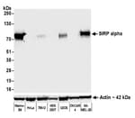 Detection of human SIRP alpha by western blot.