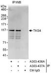 Detection of human TKS4 by western blot of immunoprecipitates.